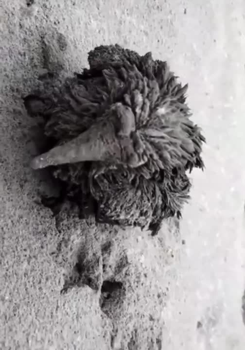 ��� ������ ������ ��� �������� �� ����� ���������� ������� �������