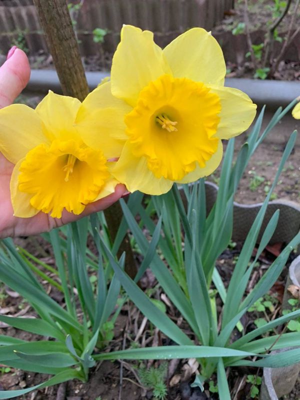 ����� ������� ���������� ����������