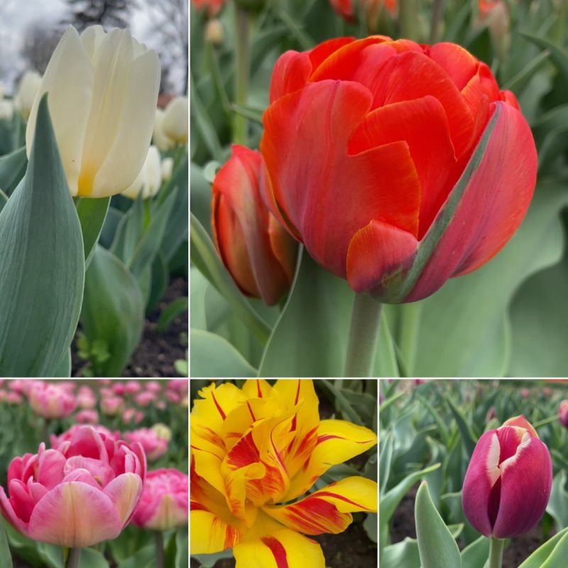 � ��������� ����������� ������ ��������