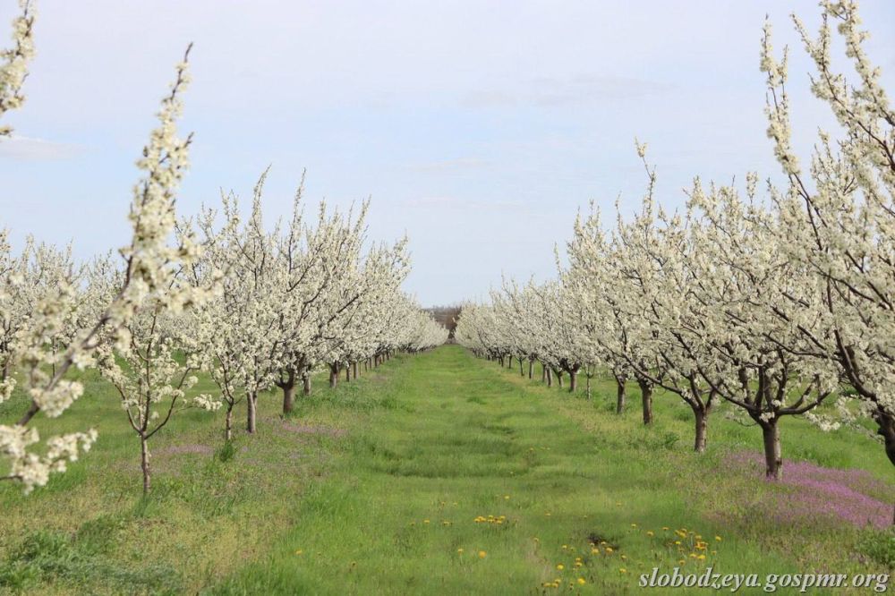 ��� ������ �������� ���