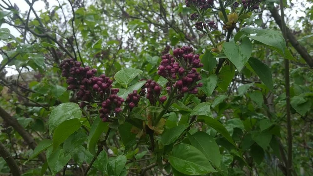 �����, �����, �����. ������ ������ � �������� ����������� ����������