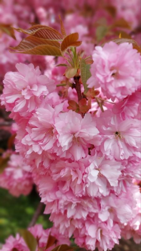 ��������� ���� �� �������