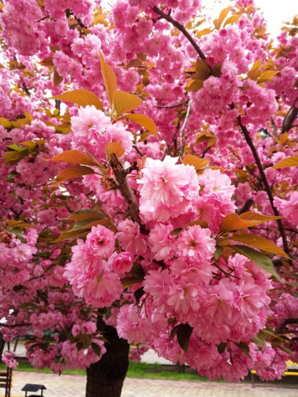 � ���������� ���� �������� ������