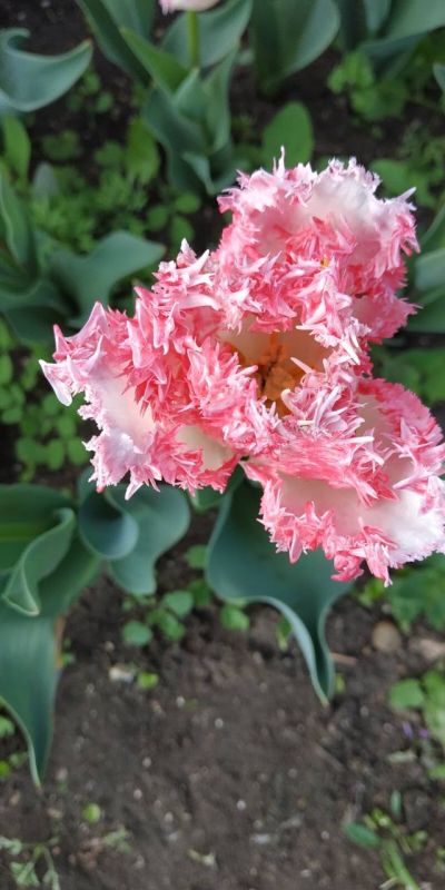 ������� ��������� ������� � �����