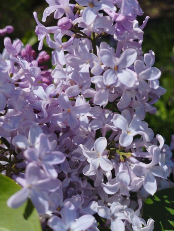 ���� �� ������ ����� ������