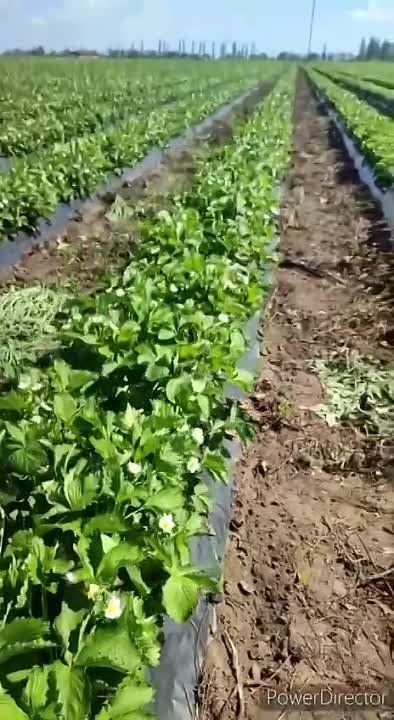 ���� ���� ���� ������, �� ���������� ���������� � �������� ������� ������