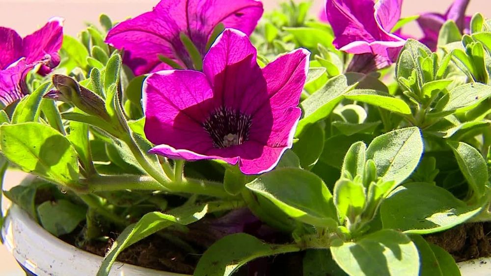 ����� �� ���� ����� ��������� ����� ��� ����� �������