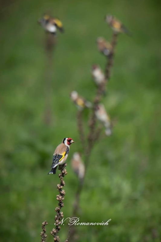 ��� �� �������. ������������� �����