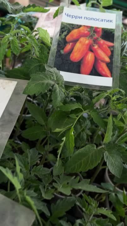 �� ������ ����� ������� ����� - �������