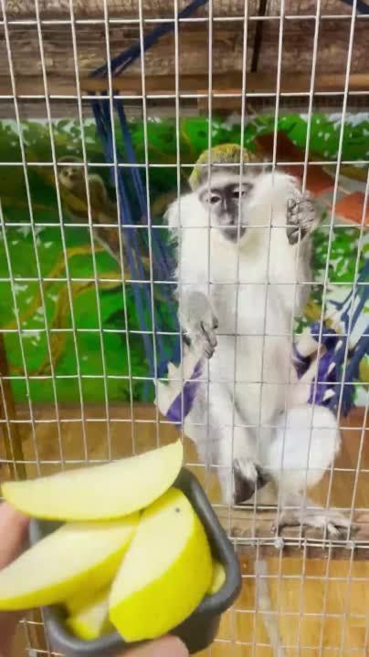 ����� �������, � �������� ����� ������ ��������