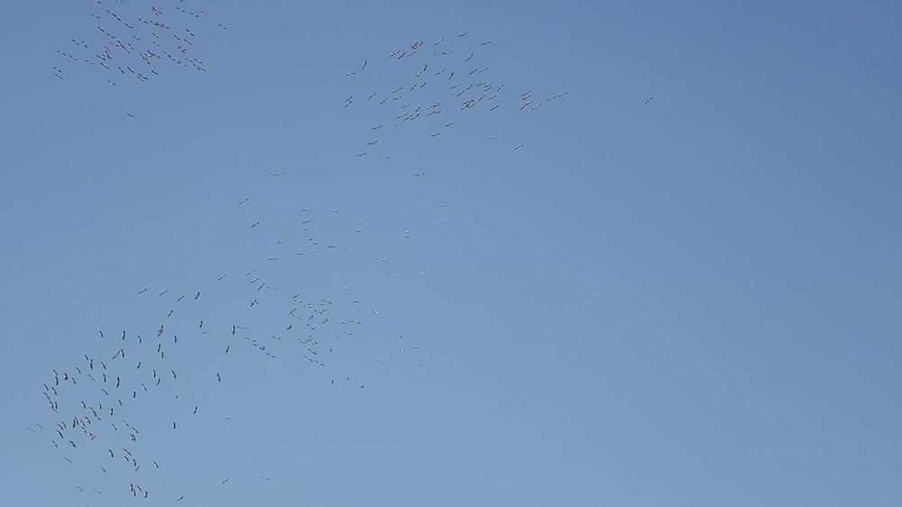 � �������� �� ����� ��������������� ������� ����� ��������� �������� - ���� ����� �����, ����� ����������