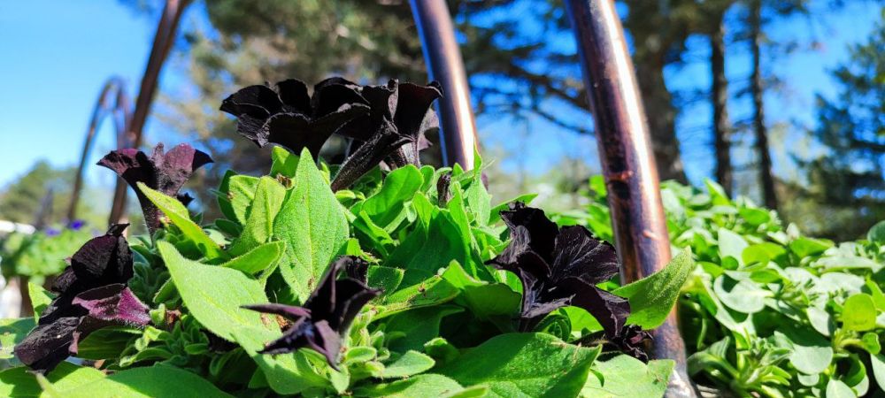 ������ ���������.