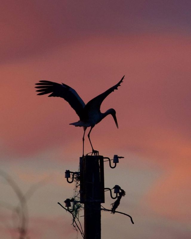 ����� ������� �����. ��������������� �������� ���������� ������ �� ������