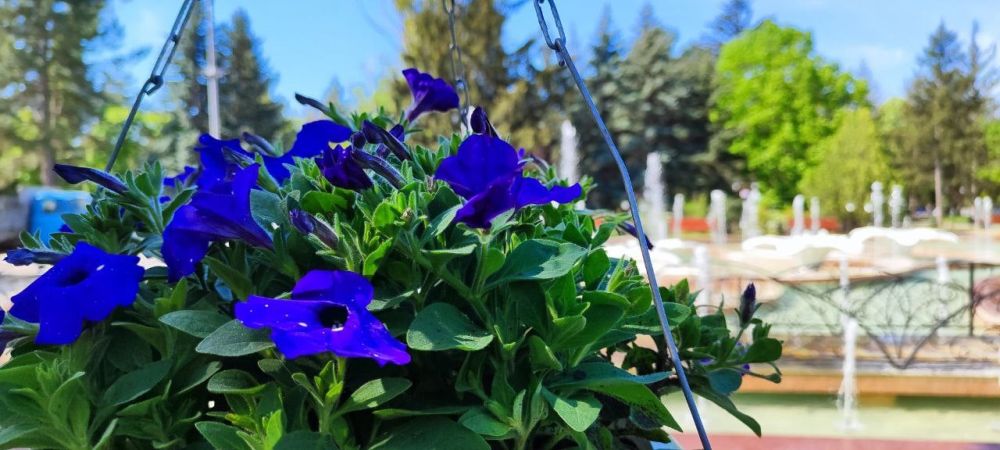 ���� ������� � � �������� ���������