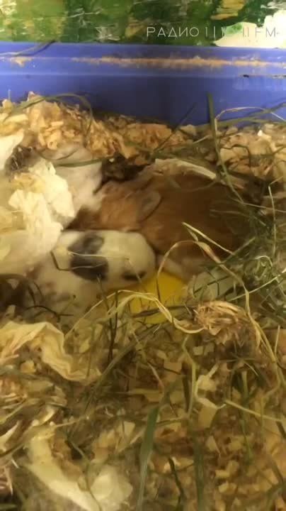 � ���������� �������� @zveropolis.pmr �������� ������ �������