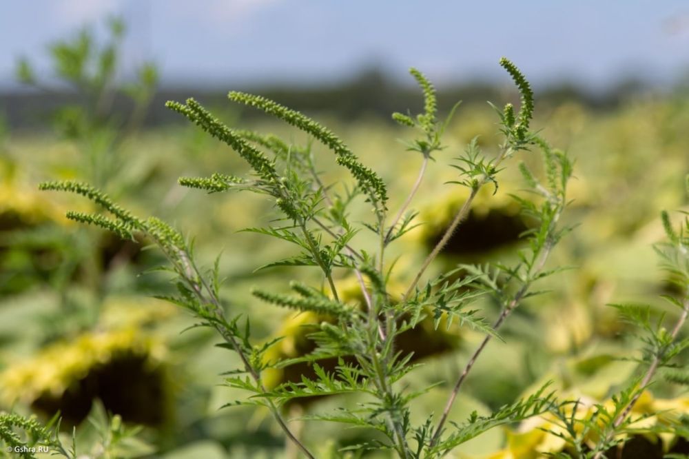 ����, ��������!. ���������� �������� ����� �� ������������ ������. ����� � 15 ���