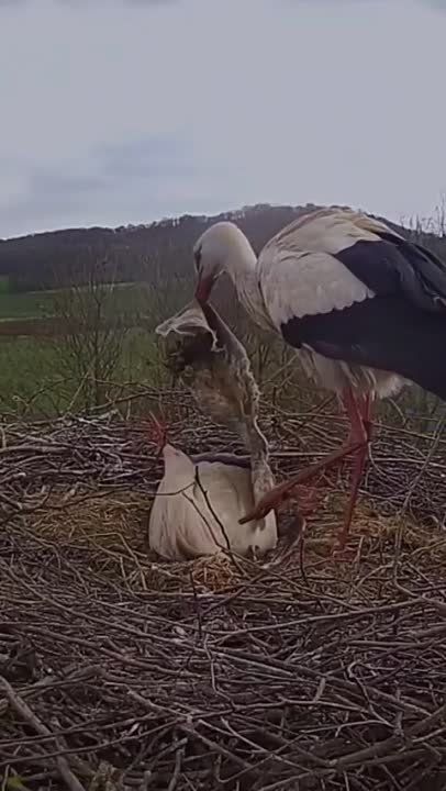 � �������� � ����������� ����� ���������� ����, ������� ������ ������ ����� �����, ������������ ���� � ������, ����� ��� �� �����