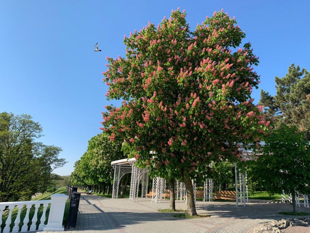 � ����������� ������ ��� �������, ���� � �������� ������ ������� ������