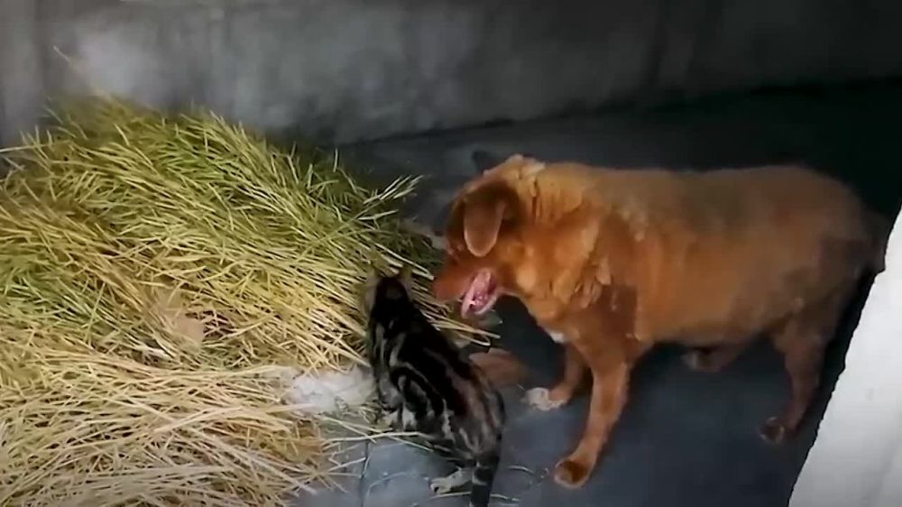 ��� ������������� ������ ����, � ������� ��� ���������� 31 ��� (������� ����������������� ����� ����� 12-14 ���)