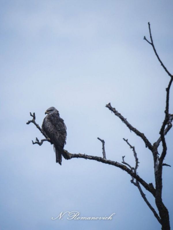 ��� � ����������� ��������