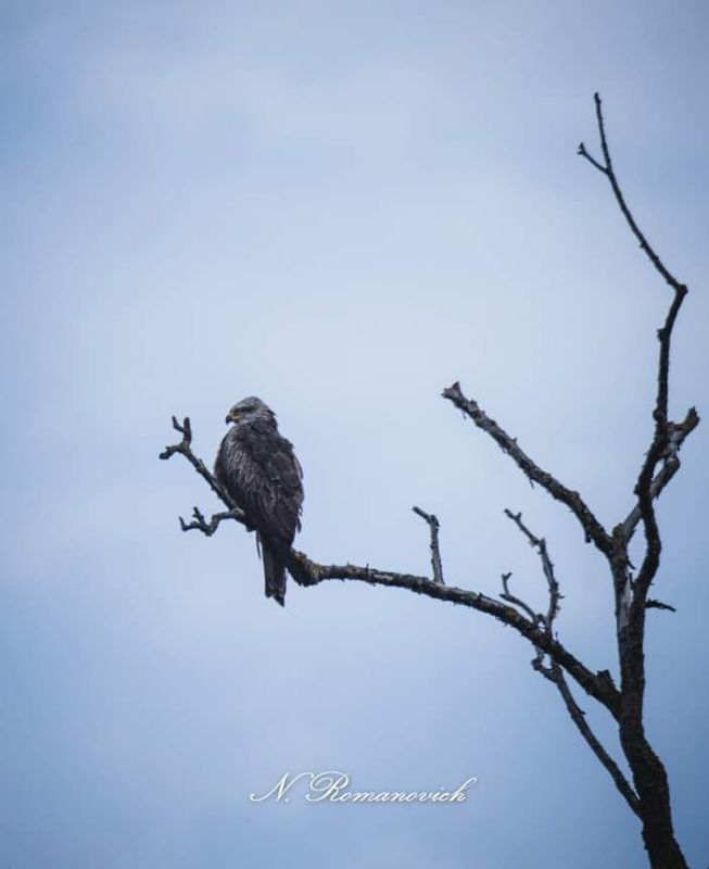 ��� � ����������� "�������"