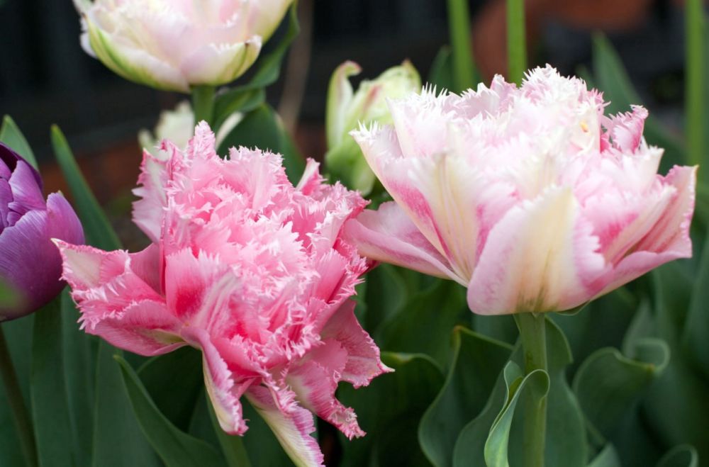 ������ ������ ��� ��������� �� 2�� �������� �������, �������� �����������������