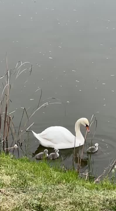 ��� ����� ����� ����� �����