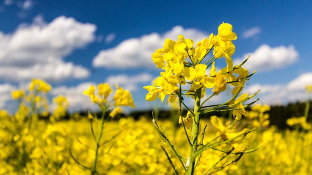 ����� ���� ������ ����� �� ����� 500 ������ �� ����� �����