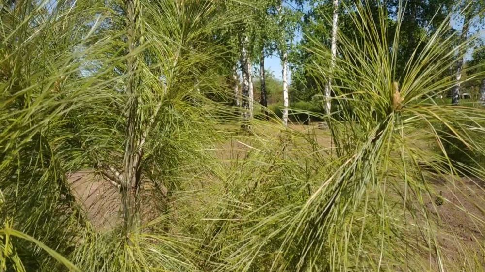 ����� �������. �� �������, ��� ������ ������, ����� �����, �� ���� ������� �������� �� �������? ����������. ��������������� ������������ ���