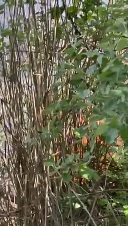 ������� ���������, ������� ������ ������: ����� ����� �����, ������ ��� ����� ��������� �� ������