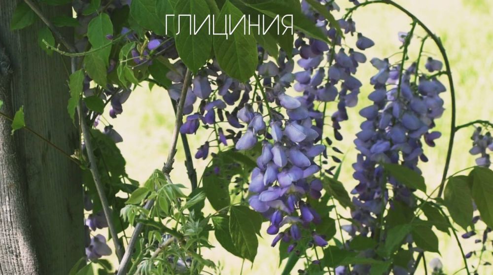 ������ � ��, �������� ����