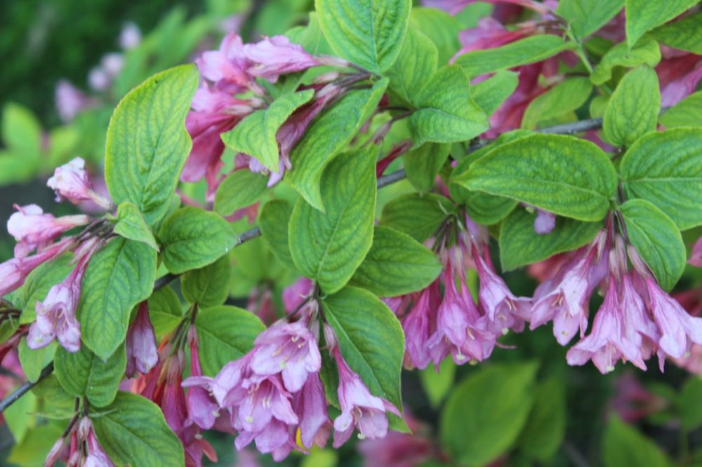 �������, 15 ���, ��������������� ������������� ������������ ������ � ���������� �����������, ��� �������