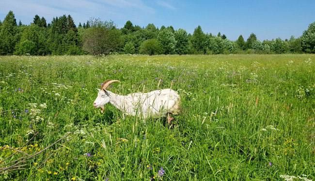 ���� ���������� ��������