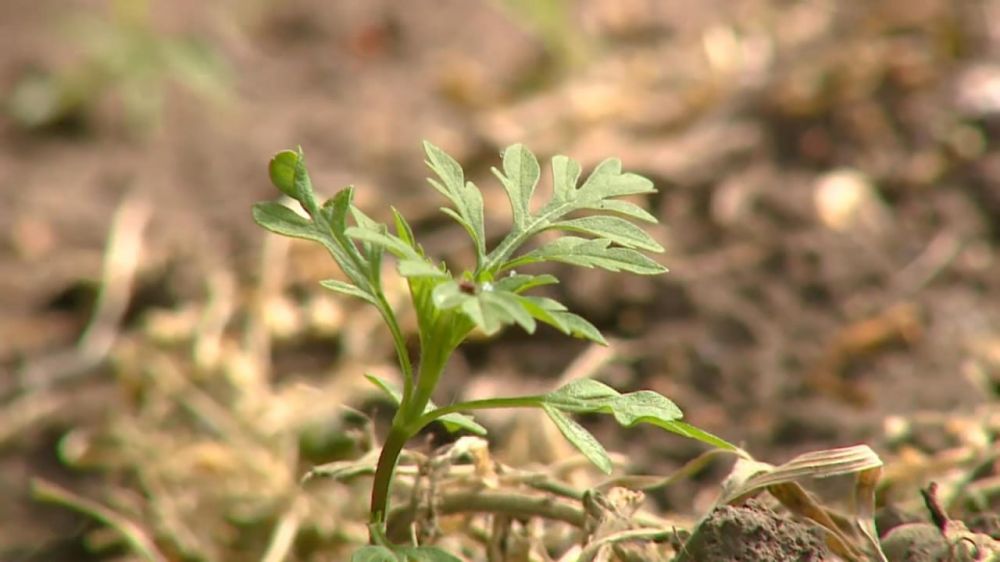 ������� ���� � �������� ������� ��������� ���������� ���������� � �������� ����� �� ��������