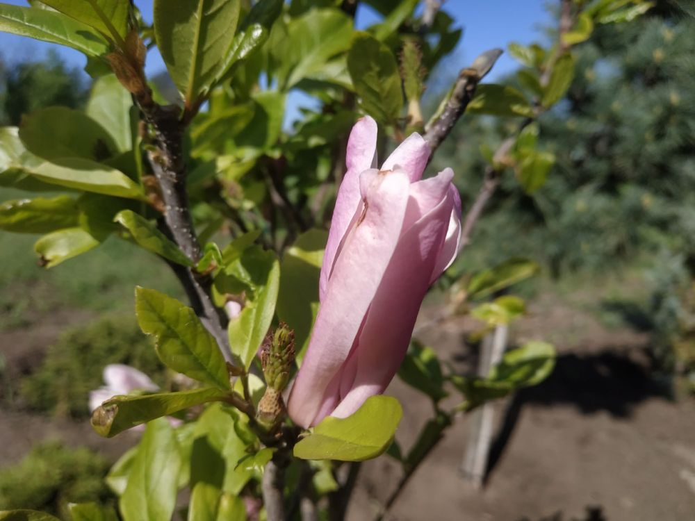 ������� ������ �� ���������������� ��������������