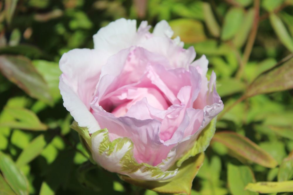 �������, 18 ���, ����������� ������������ ���������� ����������, ��� �������