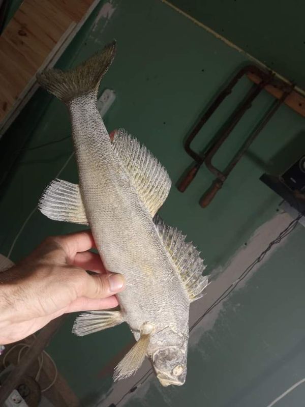 ������� ��������� ��� ����-����� � ����������� "�������"