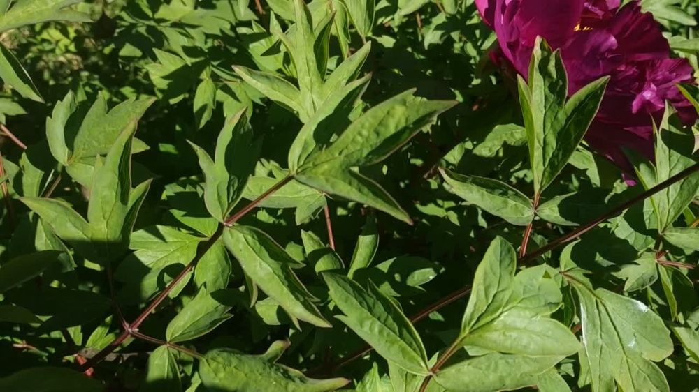 ���������� ������ ����� ������