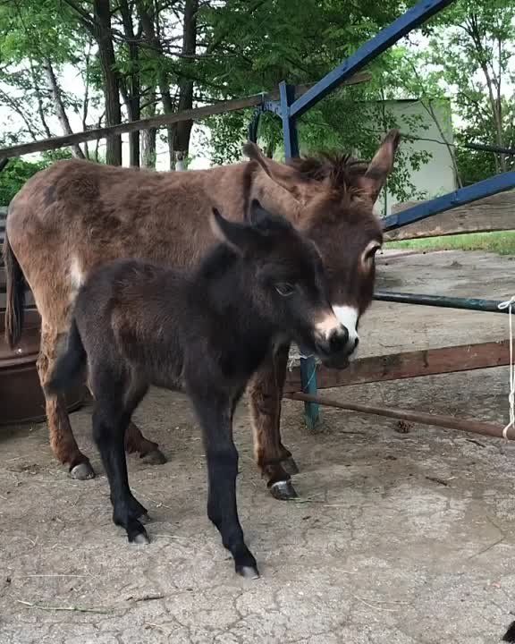 � ���������� ���� ������ ������� � ������� ���������