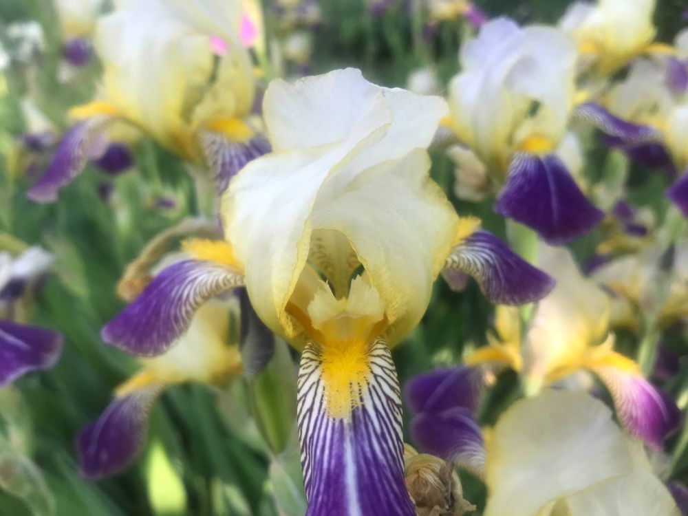 ���� ����� �� ���������