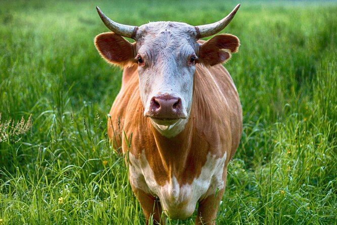 ������� ������� ����� �����