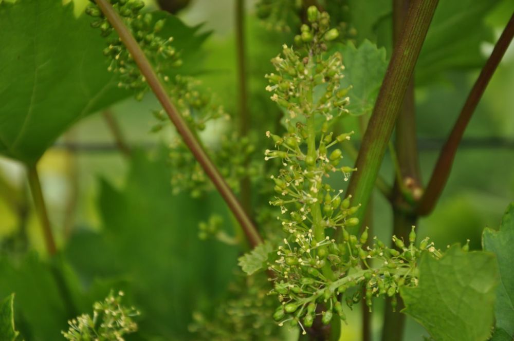 �������� ����������!. ������������ ���������� ��������� ���������, ��������� �������� � �������� ����������������� ��� �����������: