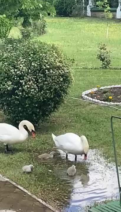 ��������� �����, �����������, ������ �������� �����