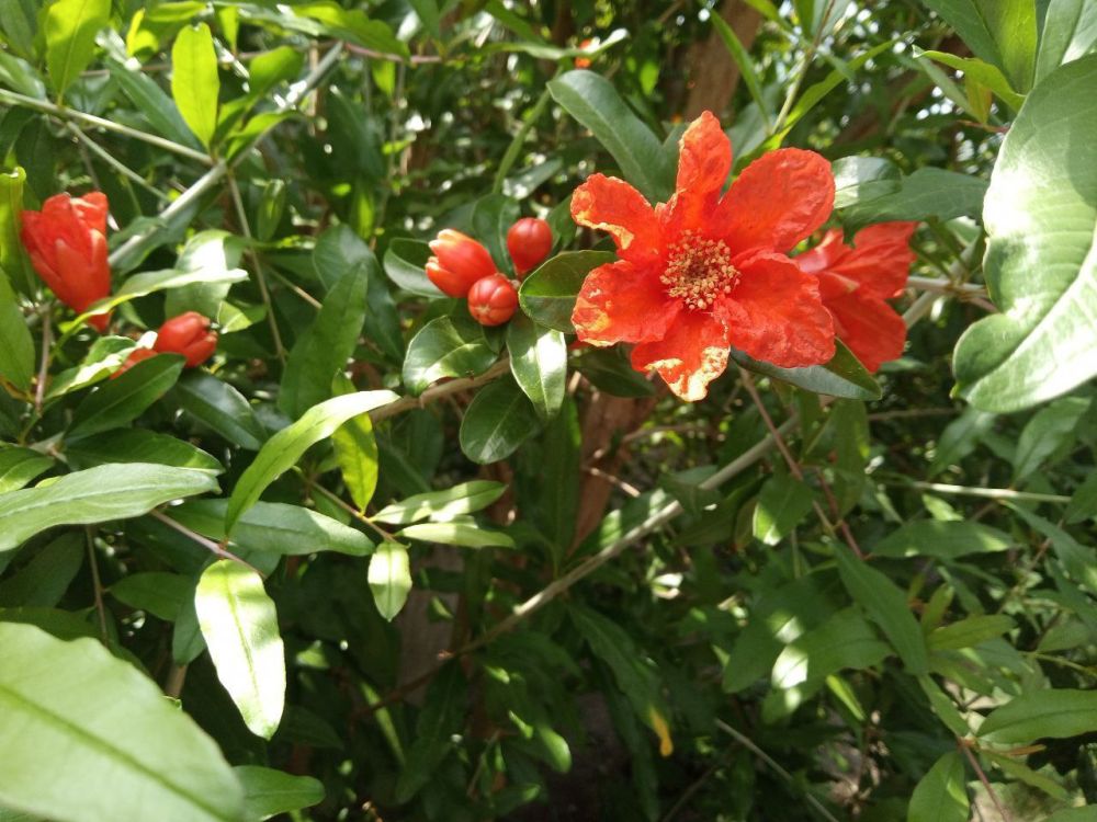 ������, ���������, �������, �����