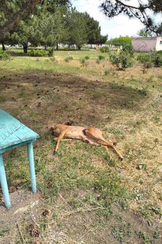 ̸����� ������ ������� � ��������