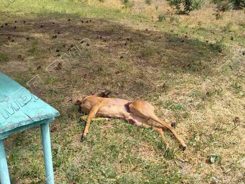 � �������� ����� ������� ������