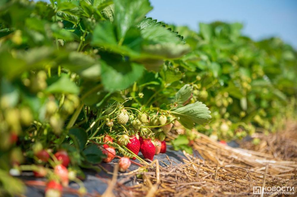 �� ��������������� ���������� ����� ��������