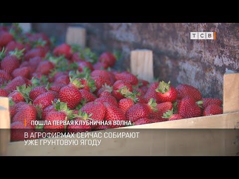 � ���������� ������ �������� ���� ��������� ��������. ������� ������ �������� �� ���������� ���� � ������� ��������� ��������: ����������� ���� � ������������� ������� ����� ��������