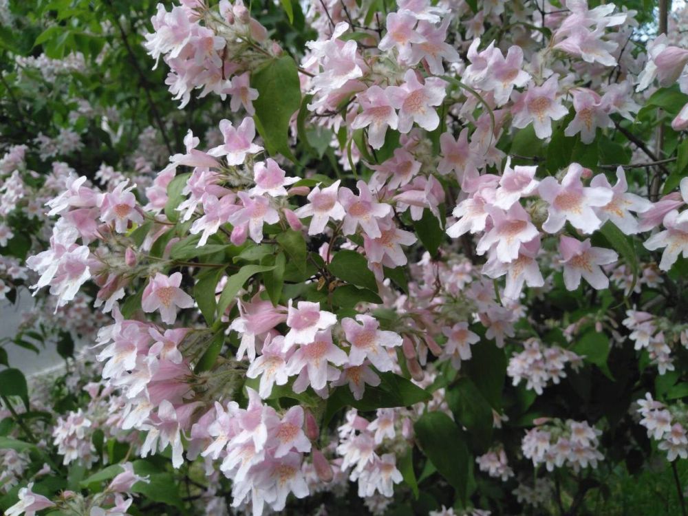 25 ��� ��������� ���������� ����������, ���� ������� ��������������� �����, �������� �����