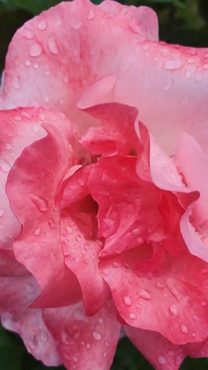 ����� �� ������ ��������!